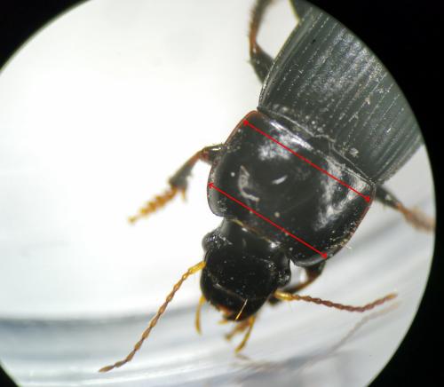 Harpalus tardus
